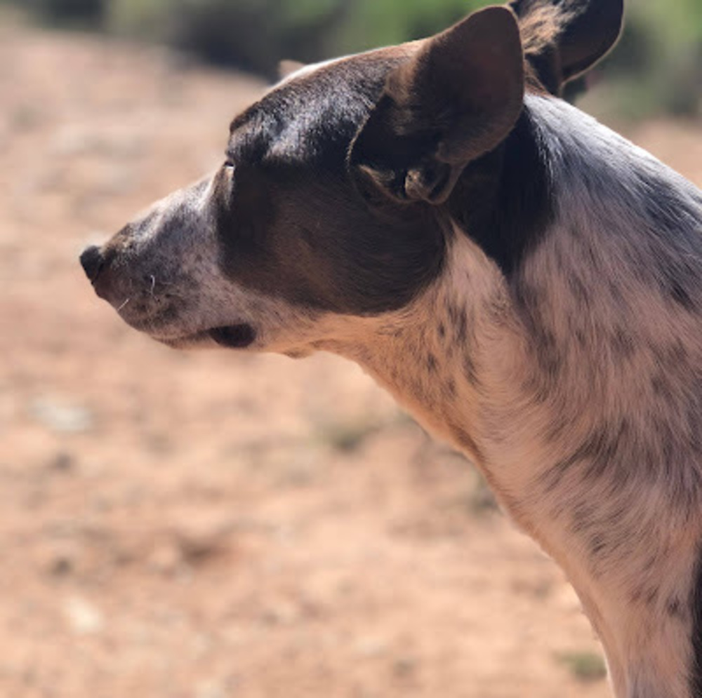 Meet your Posher, Gillian